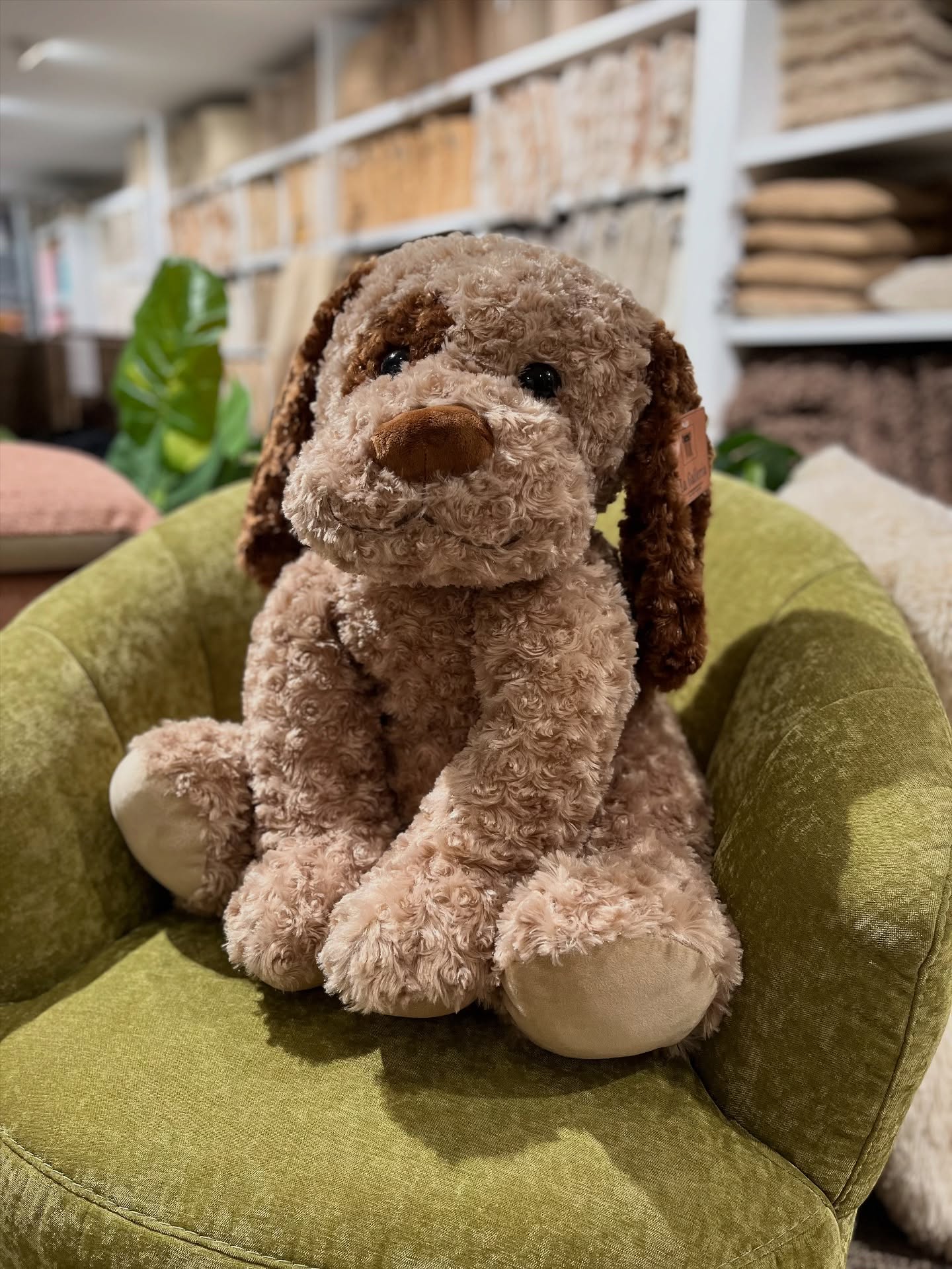 Bij ons zit je goed (vraag dat maar aan onze fluffy vriend😉) Kom jij onze knusse zetels ook uittesten?
Zaterdag: doorlopend open 10-18u
Zondag: 10-12u & 14-17u