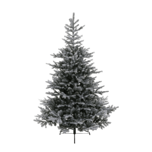 Grandis Fir Snowy