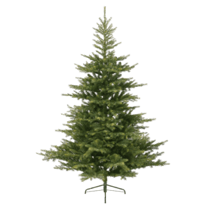 Grandis Fir